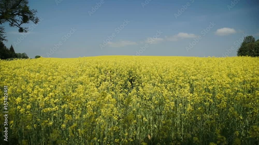 Young Woman in Black clothes overalls Running through Yellow Field Touching Flowers HD Young Woman in Black clothes overalls Running through Yellow Field Touching Flowers HD