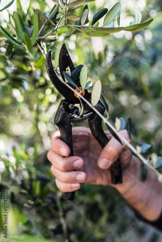 mano maschile con le cesoie mentre pota una pianta di olivo photo