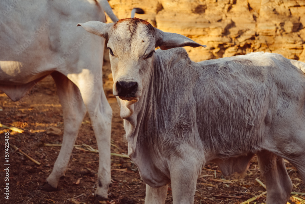 Fototapeta premium Calves, Calf and Baby cows