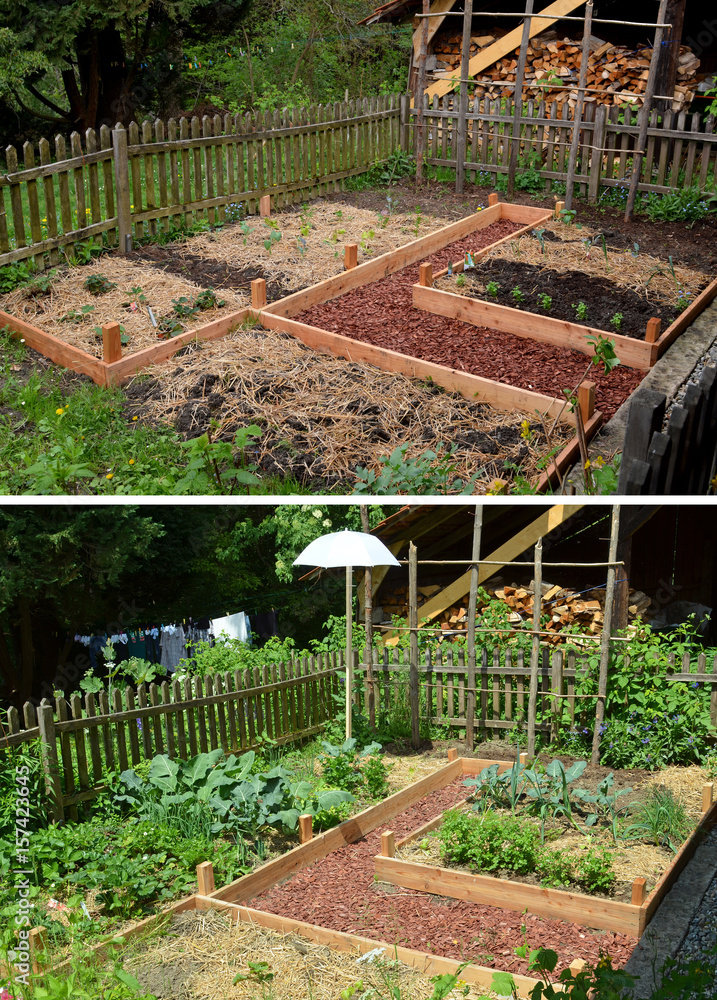 Gemüsegarten, Gemüseanbau StockFoto Adobe Stock