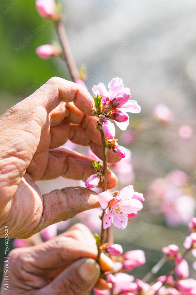 Fototapeta 桃の花摘み
