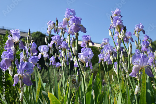 Fototapeta Naklejka Na Ścianę i Meble -  Iris bleus au jardin au printemps