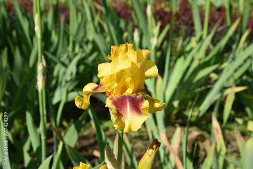 Fototapeta Naklejka Na Ścianę i Meble -  Iris jaune au jardin au printemps