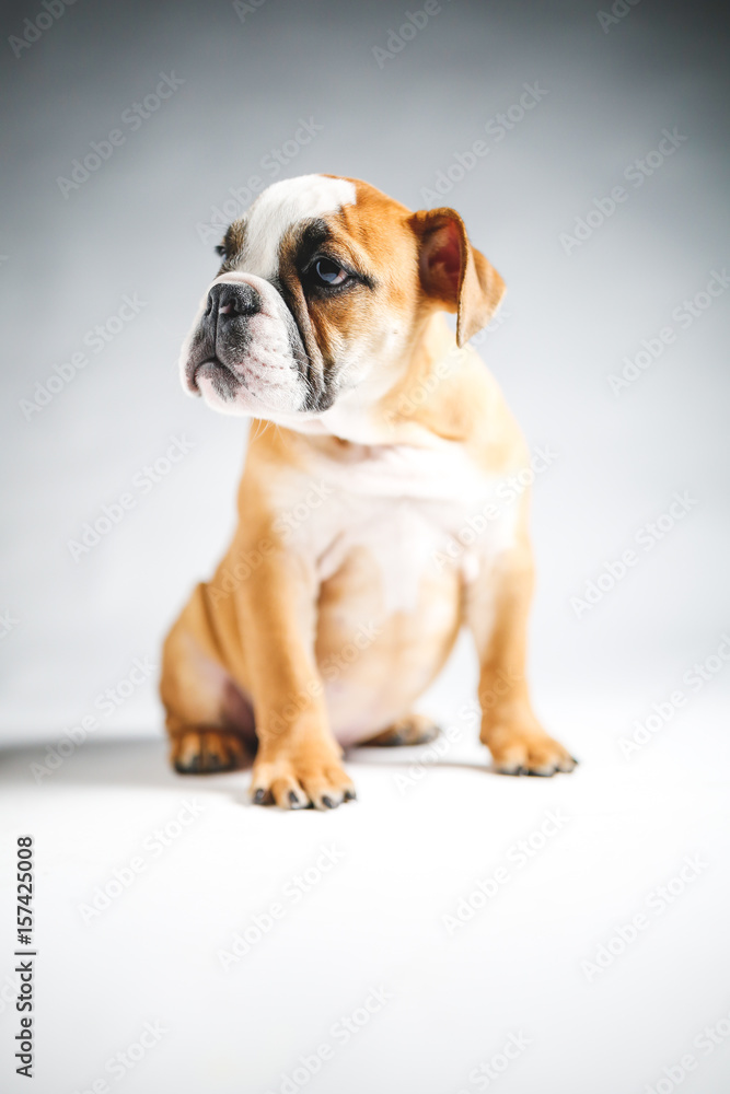 Cute Bulldog Puppy Posing for the Camera