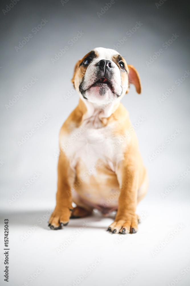 Fototapeta premium Cute Bulldog Puppy Posing for the Camera