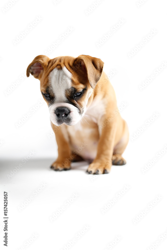 Cute Bulldog Puppy Posing for the Camera
