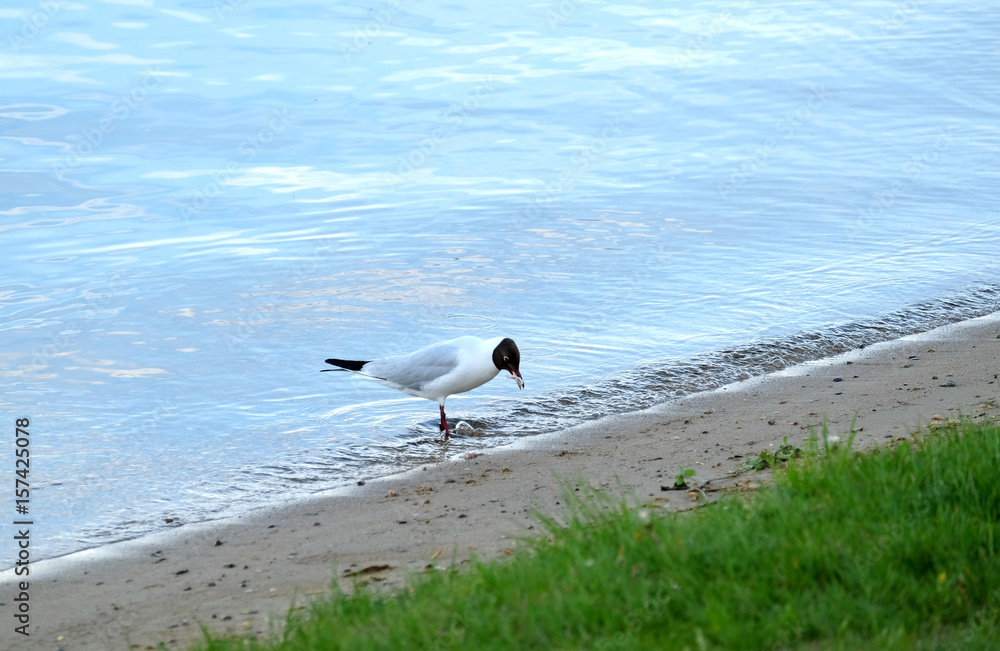 Outdoor landscape with seagull standing on river coast line with sand and grass and eating small fish on summer day