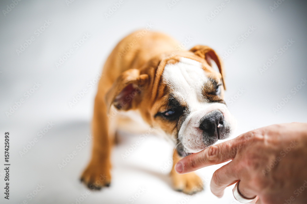 Cute Bulldog Puppy Posing for the Camera Cute Bulldog Puppy Posing for the Camera