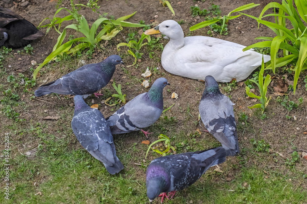 Fototapeta premium Duck and pigeons 2