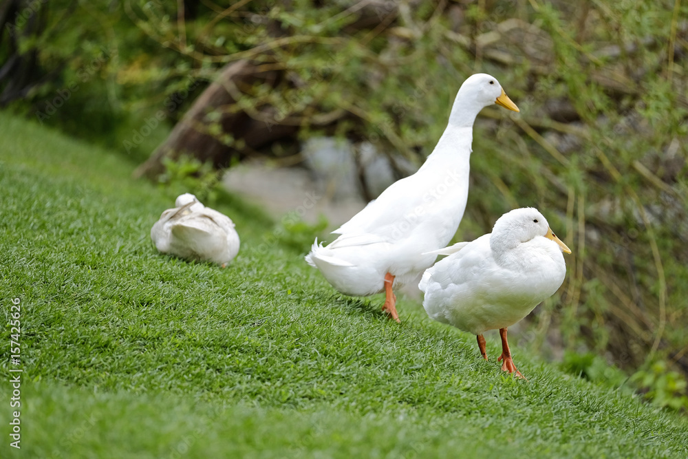 Ducks on the grass near the lake 2 Ducks on the grass near the lake 2