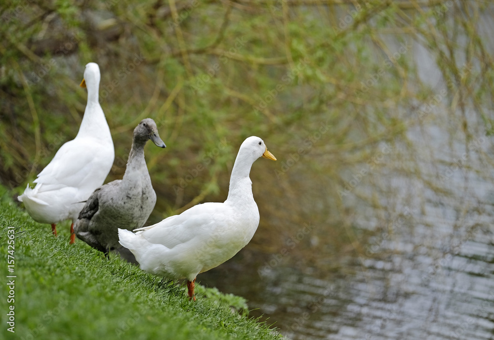 Ducks on the grass near the lake 4 Ducks on the grass near the lake 4