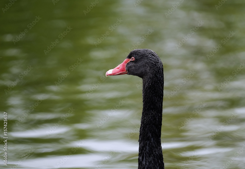 Obraz premium Head of a black swan