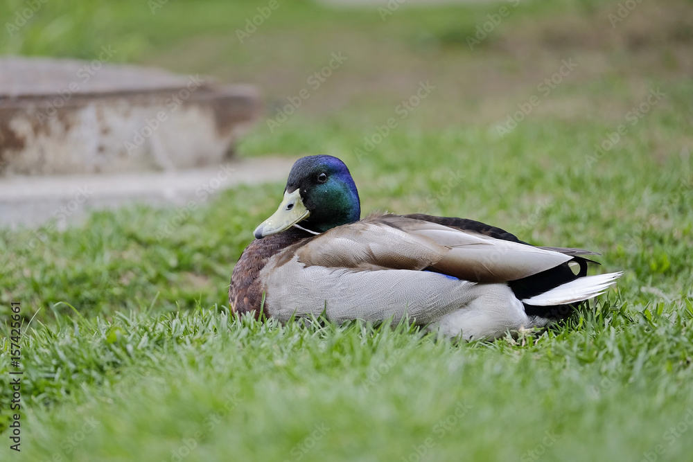 Drake on the grass in the park Drake on the grass in the park