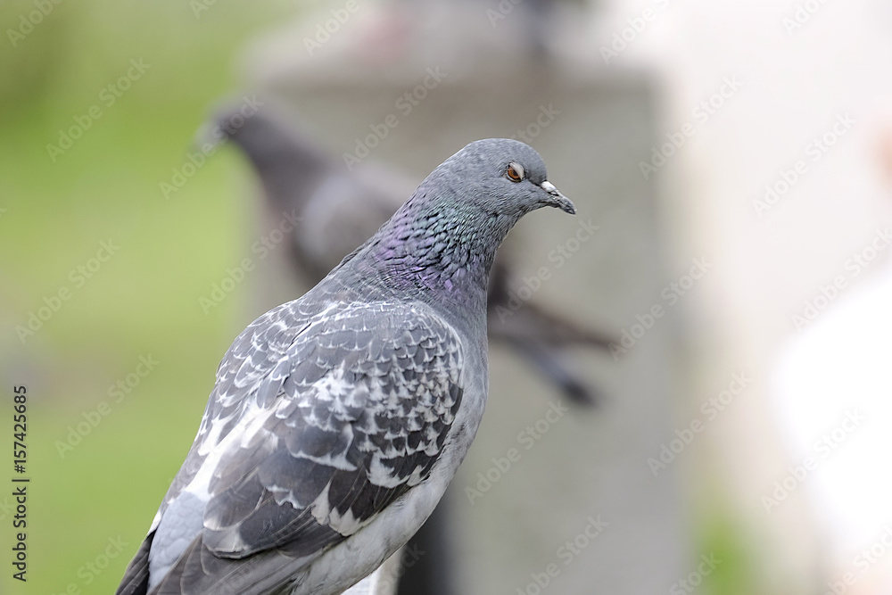 Fototapeta premium Dove on a fence 1