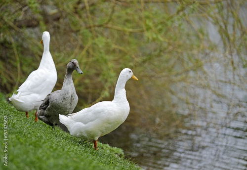 Ducks on the grass near the lake 4