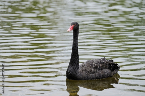 Black swan in the lake 1