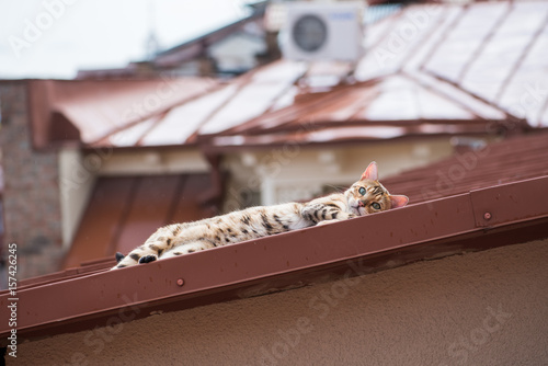 Φωτογραφία Leopard cat on the roofs of Tbilisi