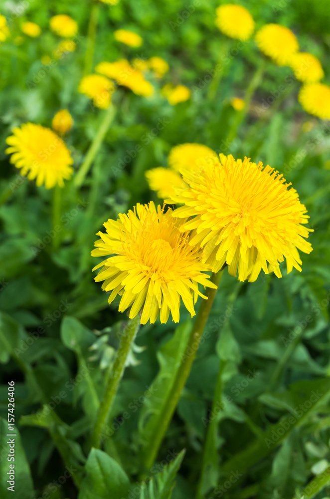Fresh bright yellow dandelion flowers in spring Fresh bright yellow dandelion flowers in spring