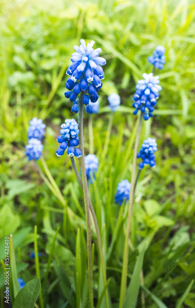 Muscari. Blue flowers in spring garden. Vertical Muscari. Blue flowers in spring garden. Vertical