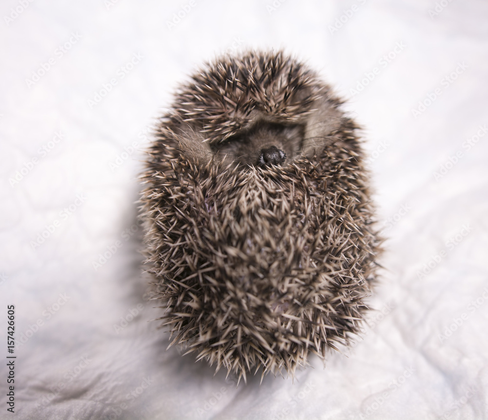 Obraz premium Erizo durmiendo