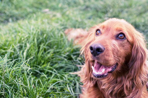 Cocker Spaniel on the green grass © wowkwasyl