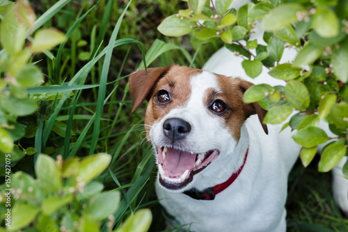 jack russel terrier