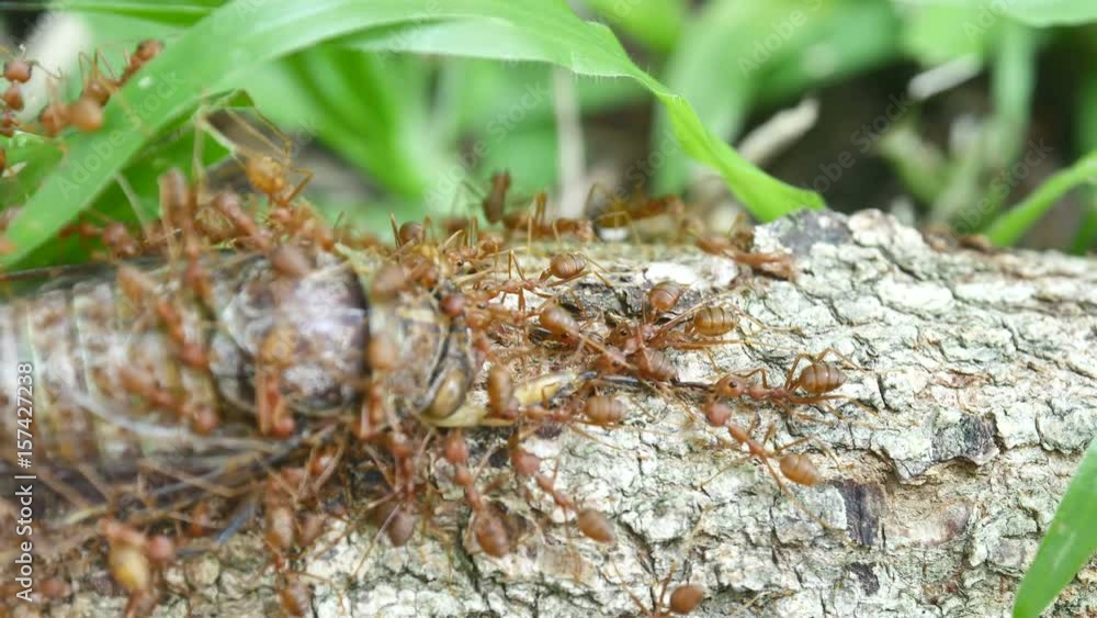The ant eat the carcasses Cicada The ant eat the carcasses Cicada