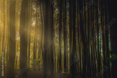 Indonesian pine forest at dawn © Erik