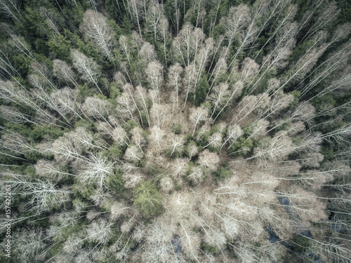 Aerial view with mixed forest of trees - spruce and birch trees in autumn, just before the winter. 