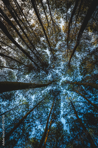 Indonesian pine forest at dawn