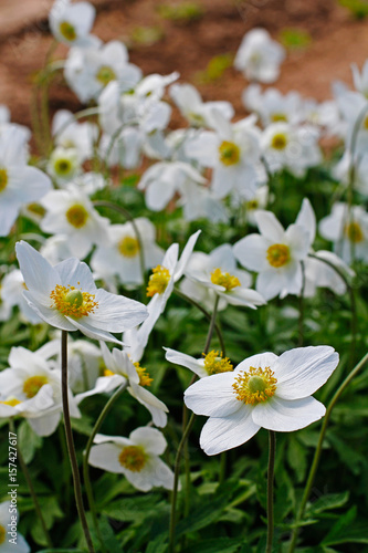 Beautiful white anemones flowers in garden in springtime