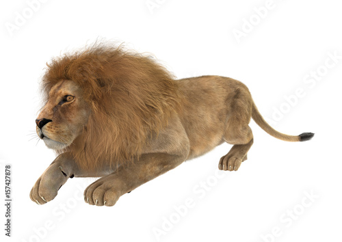 3D Rendering Male Lion on White