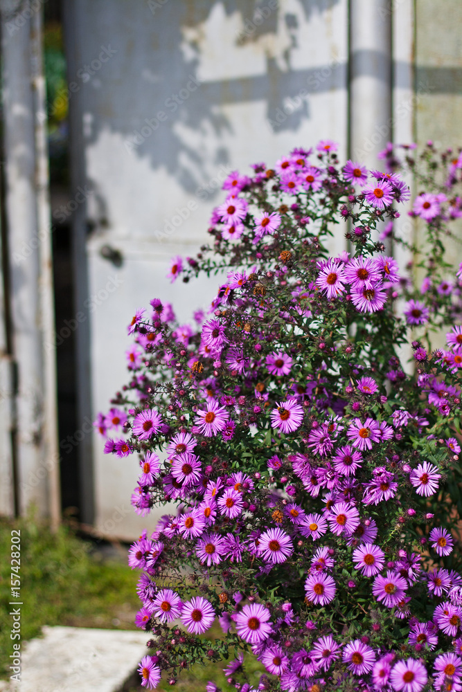 Purple Michaelmas daisy on the background of the gray door at the entrance