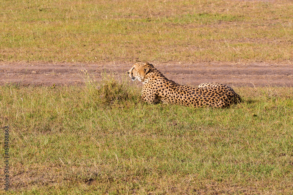 Cheetah resting