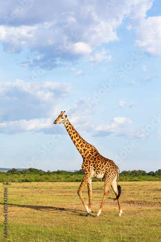 Giraffe walking in the savannah