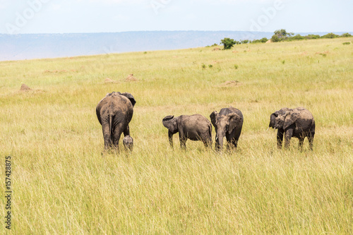 Elephants with a newborn calf walking on the savannah