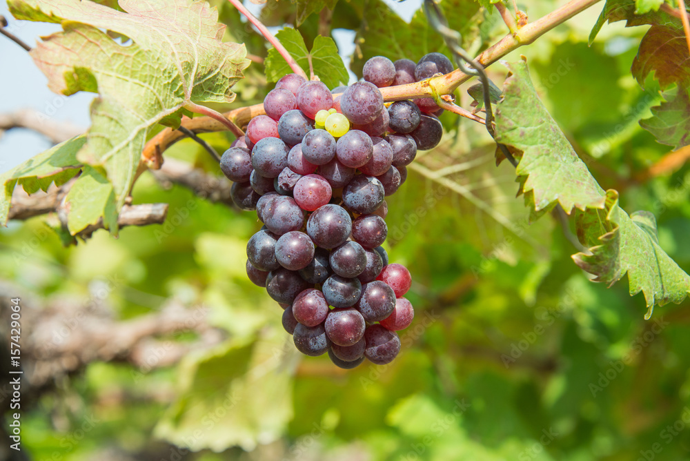 grape yard,Thailand