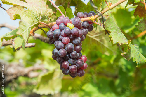 grape yard,Thailand