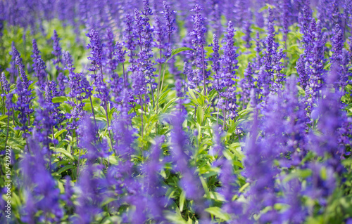 abstract background flowers  