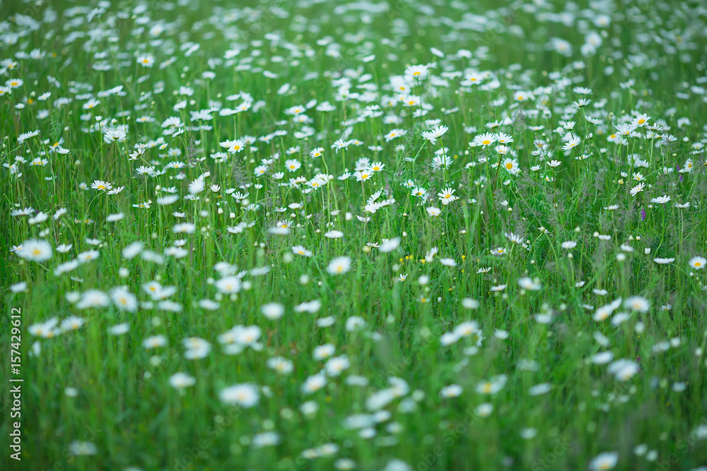 Flowering. Chamomile. Blooming chamomile field, Chamomile flowers. Natural herbal treatment.