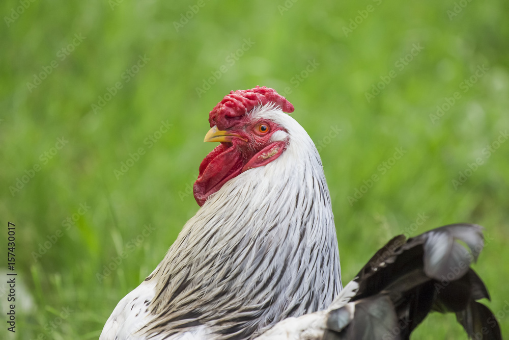 Big rural white cock close
