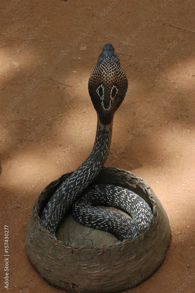 Cobra/Naja sortant de son panier et coiffant foto de Stock | Adobe Stock