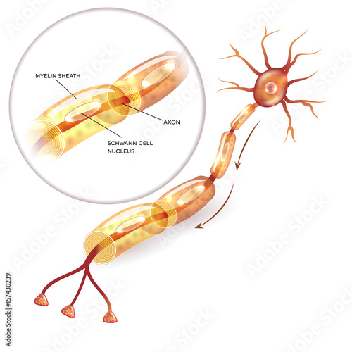 Neuron, nerve cell axon and myelin sheath  substance that surrounds the axon detailed anatomy illustration photo