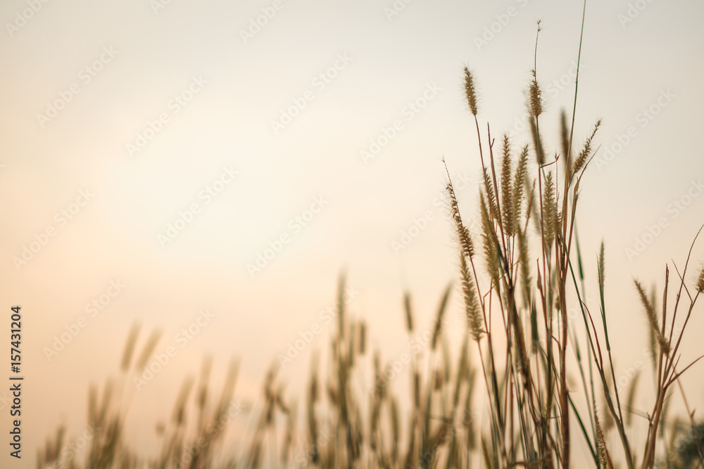 Grass flowers with sunlight