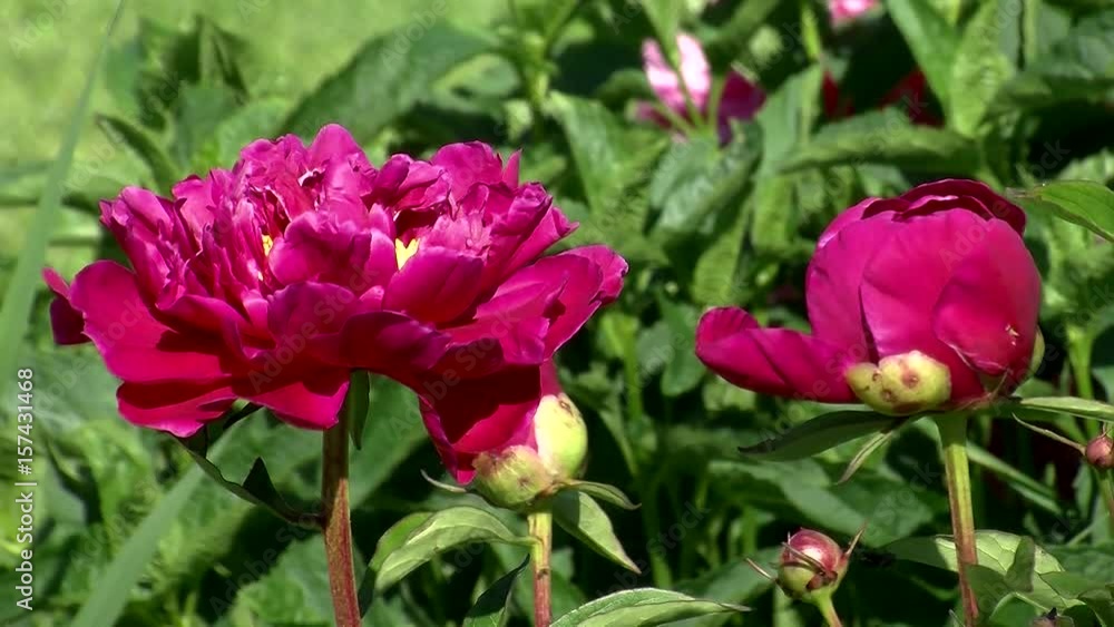 Offene und geschlossene rote Pfingstrosen bewegen sich im Wind Offene und geschlossene rote Pfingstrosen bewegen sich im Wind