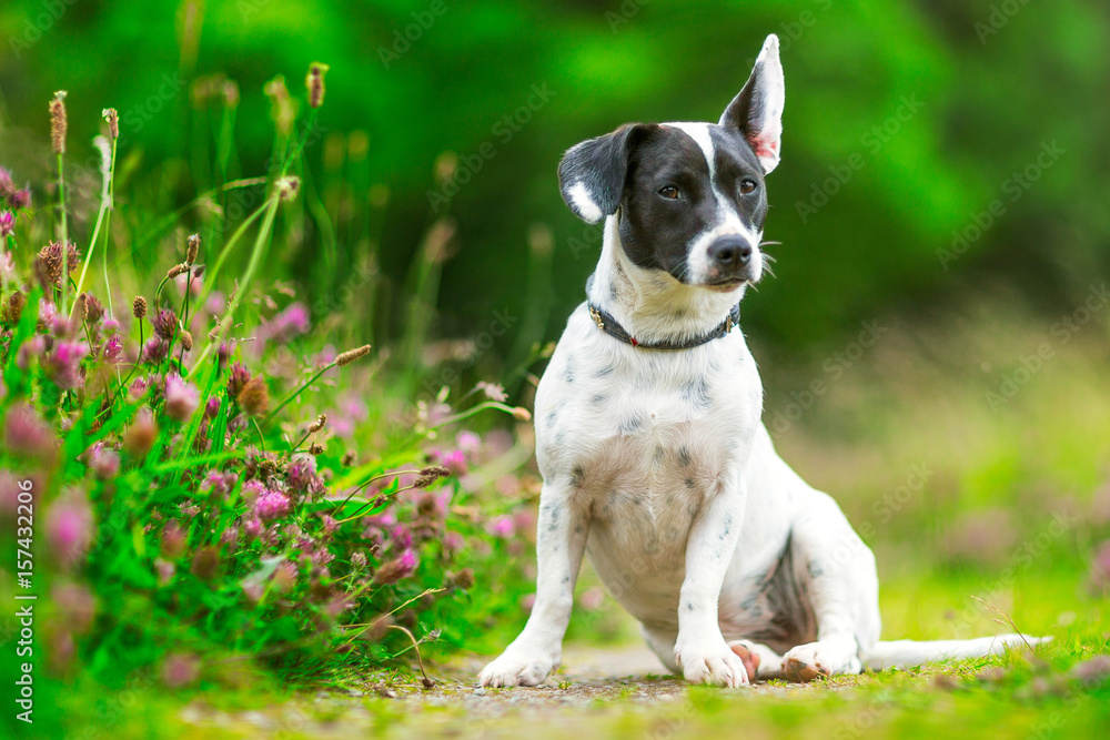 Small Dog In Grass