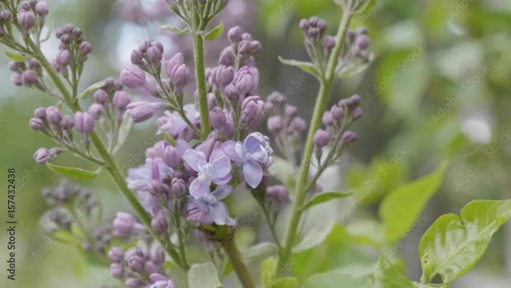 Spring branch of blossoming lilac. Video UltraHD. Spring branch of blossoming lilac. Video UltraHD.
