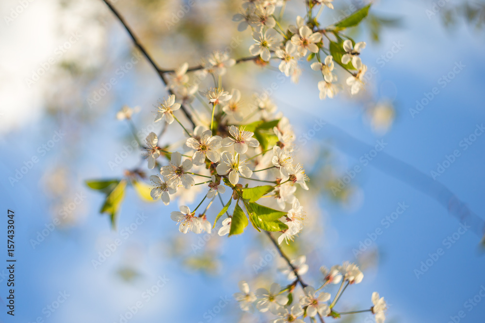 Cherry flowering branch on a blue sky blurred background Cherry flowering branch on a blue sky blurred background