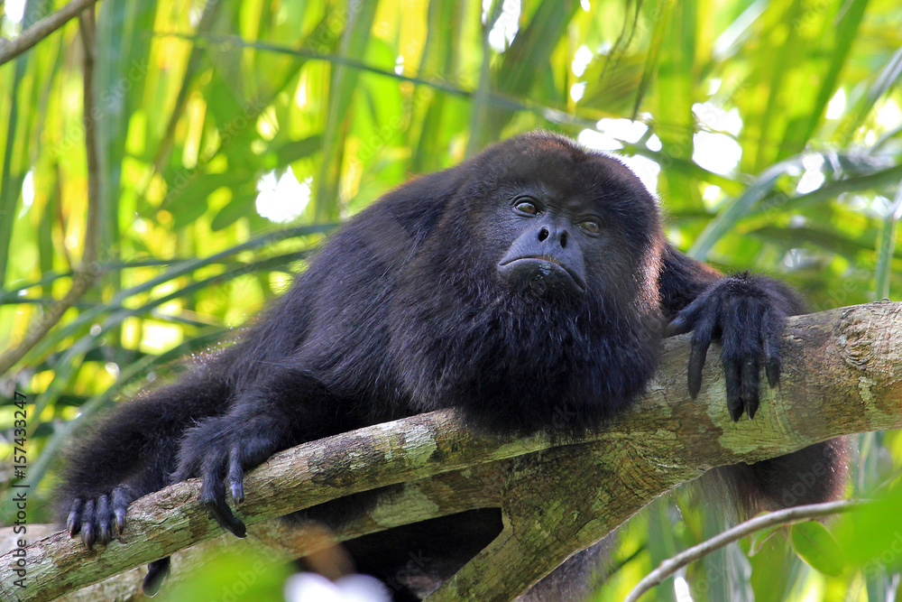 Fototapeta premium Black howler monkey, aluatta pigra, sitting on a tree in Belize jungle and looking sad. They are also found in Mexico and Guatemala. They are eating mostly leaves and occasional fruits.