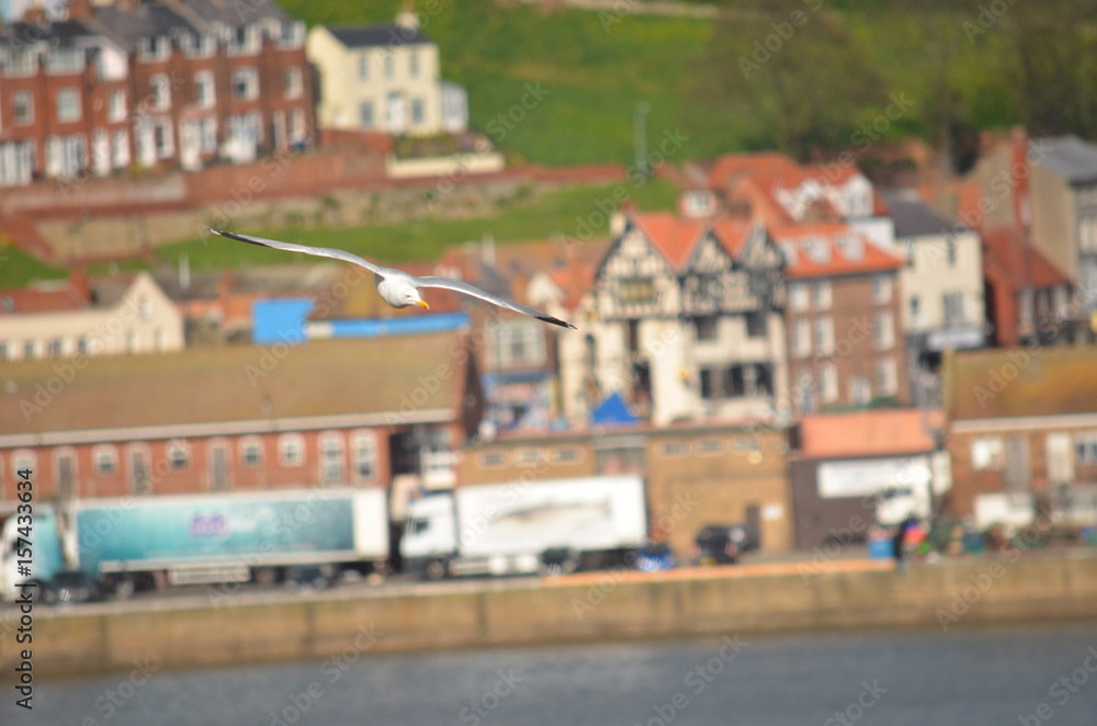 Seagull over the harbor